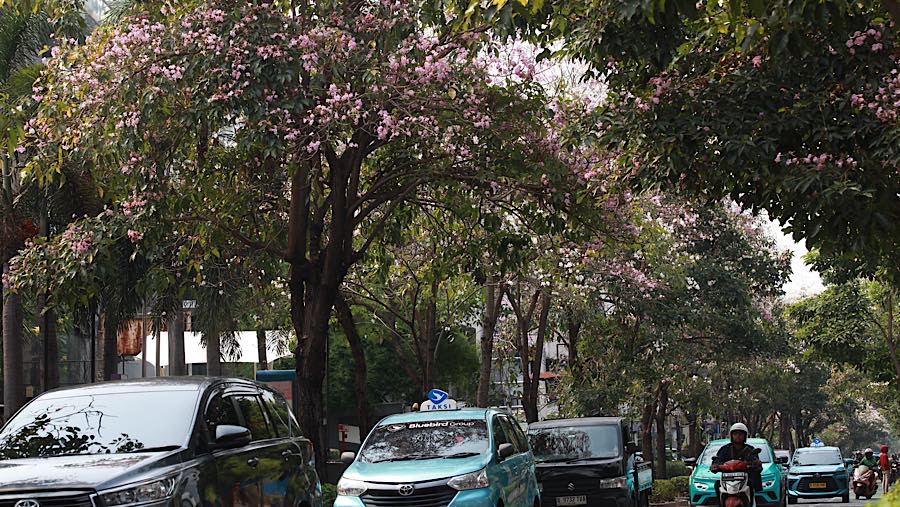 Kendaraan melintas di samping Pohon Tabebuya di Jalan Cikini Raya, Jakarta, Jumat (9/10/2026). (Bloomberg Technoz/Andrean Kristianto)