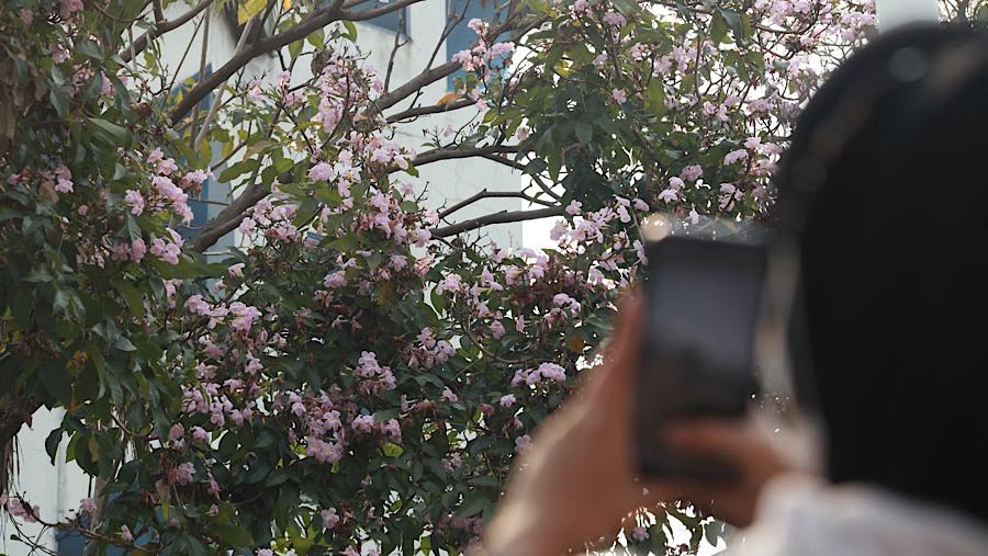 Warga berfoto di dekat Pohon Tabebuya di Jalan Cikini Raya, Jakarta, Jumat (9/10/2026). (Bloomberg Technoz/Andrean Kristianto)