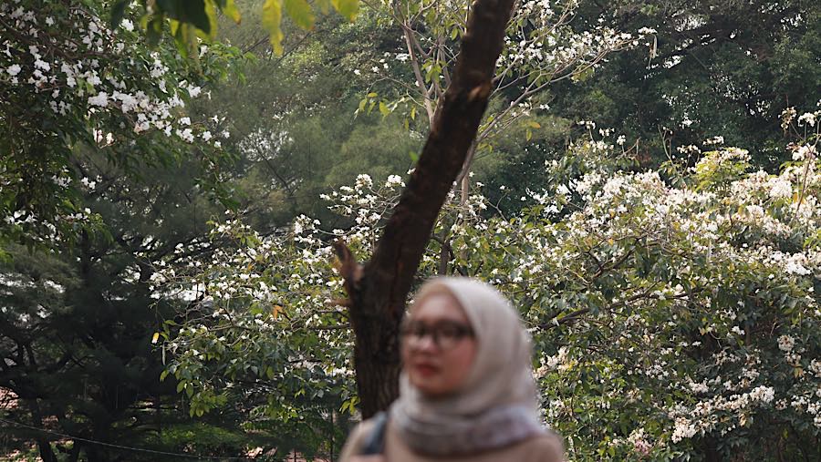 Warga berjalan di dekat Pohon Tabebuya di Jalan Cikini Raya, Jakarta, Jumat (9/10/2026). (Bloomberg Technoz/Andrean Kristianto)