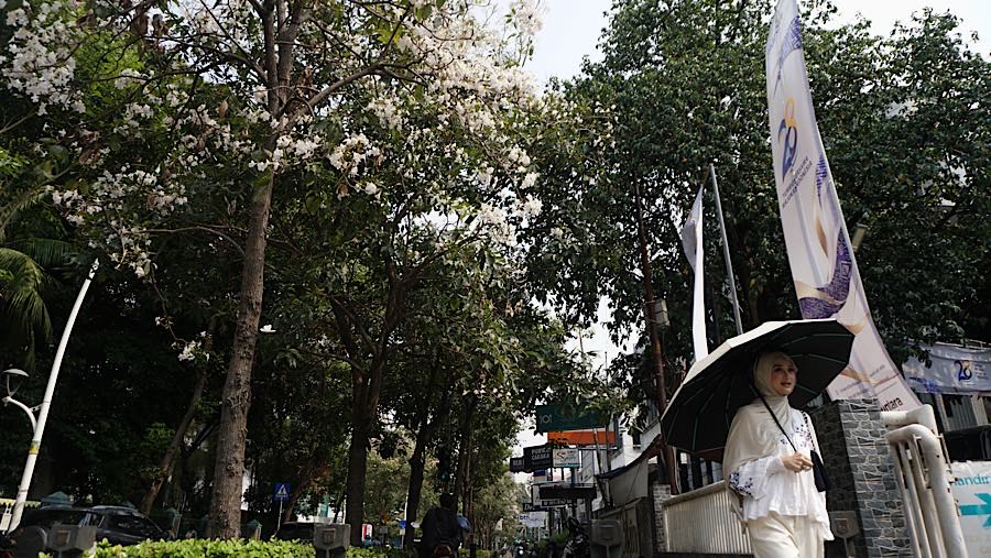 Warga berjalan di dekat Pohon Tabebuya di Jalan Cikini Raya, Jakarta, Jumat (9/10/2026). (Bloomberg Technoz/Andrean Kristianto)