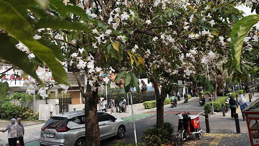 Warga berjalan di dekat Pohon Tabebuya di Jalan Cikini Raya, Jakarta, Jumat (9/10/2026). (Bloomberg Technoz/Andrean Kristianto)