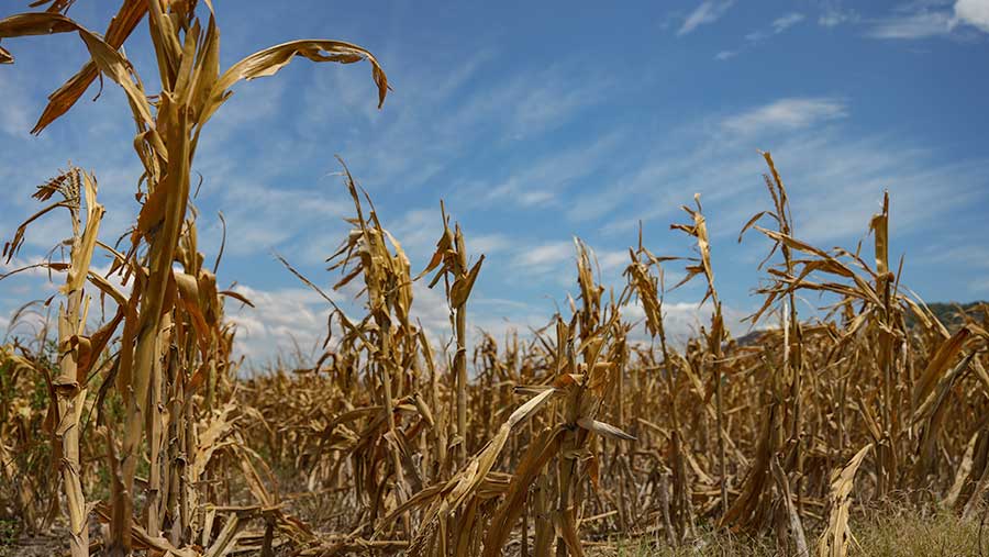 El Niño ‘Super’ (Bloomberg)