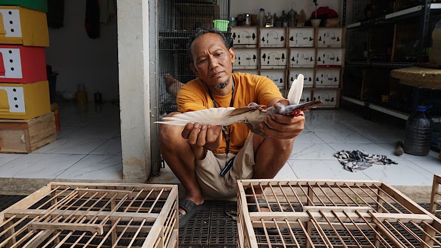 Pedagang memeriksa burung dara di Sentra Fauna dan Kuliner Lenteng Agung, Jakarta, Senin (12/10/2026). (Bloomberg Technoz/Andrean Kristianto)